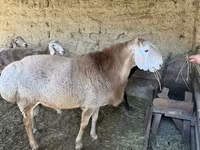كبش, Hissar sheep — الصورة 1