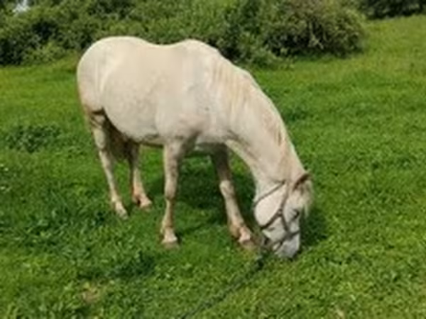 Chevaux