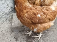 Brahma — Foto 1