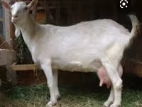 बकरा, Saanen goat — फ़ोटो 3