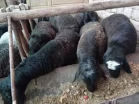 Widder, Rhon sheep — Foto 2