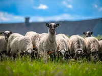 Widder, Romanov sheep — Foto 3
