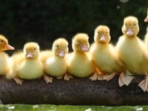 Ducks