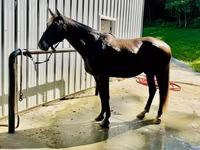 Kůň, Rocky Mountain Horse — foto 2