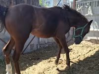 Kůň, Arabian horse — foto 8