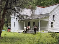 حصان, Appaloosa — الصورة 3