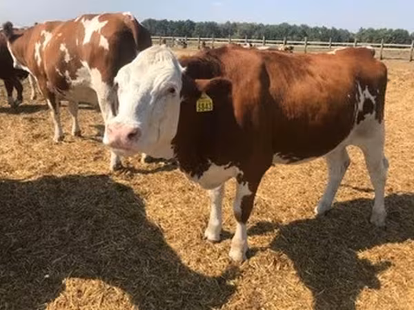 Holsteinras