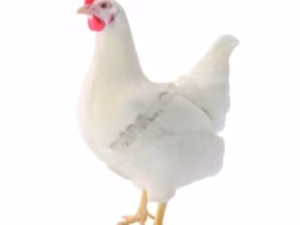 Ломан Браун