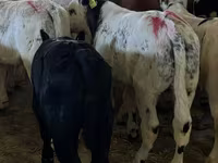 Toro, Ganado vacuno — foto 1