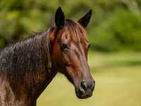 பெண் குதிரை, American paint horse — புகைப்படம் 6
