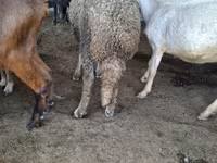 ஆண் ஆடு, Baerchuke sheep — புகைப்படம் 3
