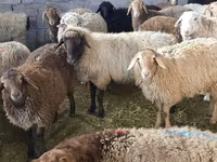 Sheep, Tian-Shan semifinewool sheep — photo 1