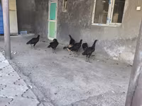 Chickens — फ़ोटो 7
