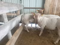 Oveja, Baerchuke sheep — foto 2