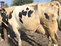 Cow, Swiss cattle — photo 3