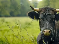 காளை, அபர்டீன் - ஆங்கஸ் — புகைப்படம் 4