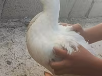 domácí kachna pižmová — foto 2