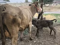Kuh, Simmental cattle — Foto 1