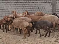 Beran, Arashan sheep — foto 1