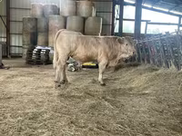 Toro, Charolais cattle — foto 4