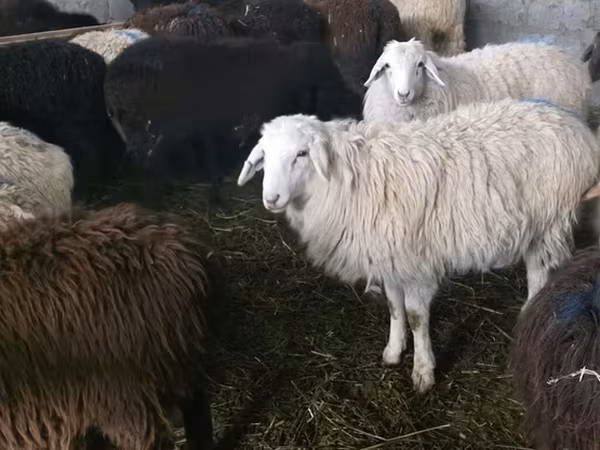 Sheep, Tian-Shan semifinewool sheep