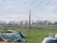ஆண் ஆடு, Romanov sheep — புகைப்படம் 4
