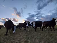 بقرة, Simmental cattle — الصورة 6