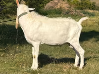 ஆண் வெள்ளாடு, Saanen goat — புகைப்படம் 2