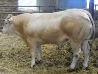 Býk, Blonde d’Aquitane cattle — foto 2