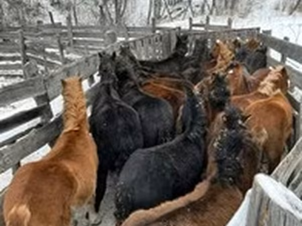 馬