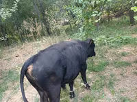 Bulle, Rote hornlose Kuh — Foto 6