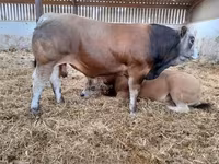 காளை, Partenaise cattle — புகைப்படம் 8