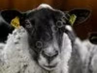 Widder, Romanov sheep — Foto 4