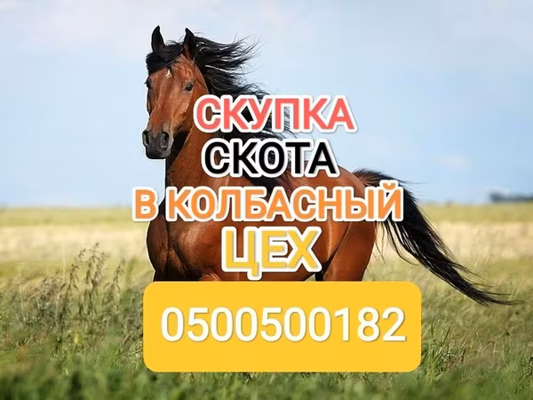Caballos