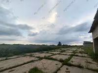 بقرة, نوع بوفكيني من البقرة الأوكرانية الحمراء المنقطة — الصورة 5