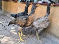 ஆஸ்திரேலியன் கேம் — புகைப்படம் 6