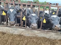 Krava, Simmental cattle — foto 6