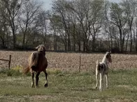 Klisna, Pinto horses — foto 7