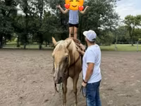 حصان, Quarter Horse — الصورة 7