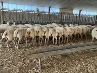 Widder, Charollais sheep — Foto 4