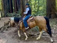 Yegua, Quarter Horse — foto 5
