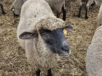 Ovce, Blackheaded Persian sheep — foto 2