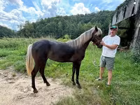 Klisna, Rocky Mountain Horse — foto 6