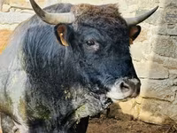 Krava, Aubrac cattle — foto 2