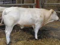 Bull, Blonde d’Aquitane cattle — photo 5