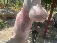 كبش, Rhon sheep — الصورة 4