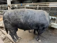 Bulle, Aberdeen-Angus — Foto 2