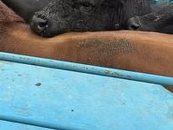 Cattle
