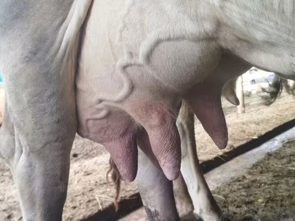 Krava, Swiss cattle