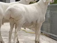 كبش, Rhon sheep — الصورة 3